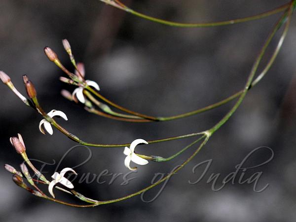 Graceful Snake-Tongue Grass